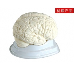 人体大脑解剖模型-湖南实验室仪器