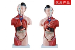 福建人体半身躯干女性头、颈、躯干模型