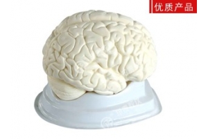 贵州人体大脑解剖模型-湖南实验室仪器