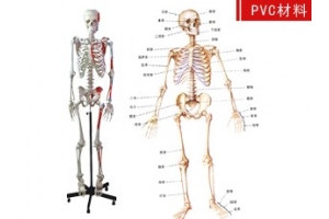 人体骨骼模型-湖南实验室仪器